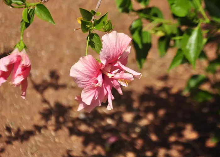 Ifigenia's Apartmán Stoúpa