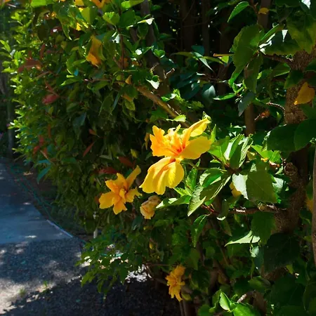 Ifigenia's * Stoúpa