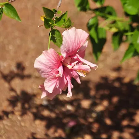 Ifigenia's アパート Stoúpa