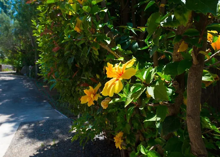 Ifigenia's * Stoúpa